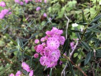 Bog-Rosemary-Flowers