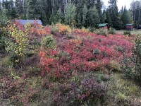 Fall-Blueberry-Patch