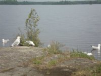 wildlife1