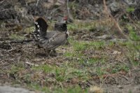 wildlife10