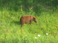 wildlife14