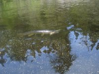 wildlife2