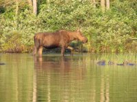 wildlife4