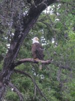 wildlife5