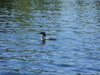 wildlife6