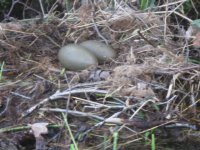 wildlife7
