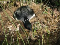 wildlife8