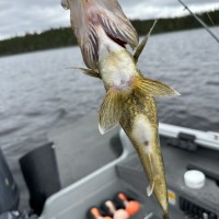 Spotted-Belly-Walleye