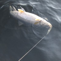 Trout-in-Water