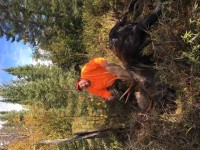 Gooch-Moose