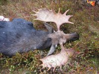 moose hunting trip ontario, ontario adventure trips