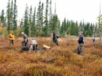 moose hunting ontario, lake savant resort ontario