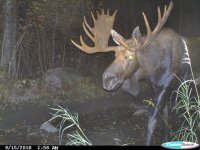 moose hunting Ontario, adventure resort ontario